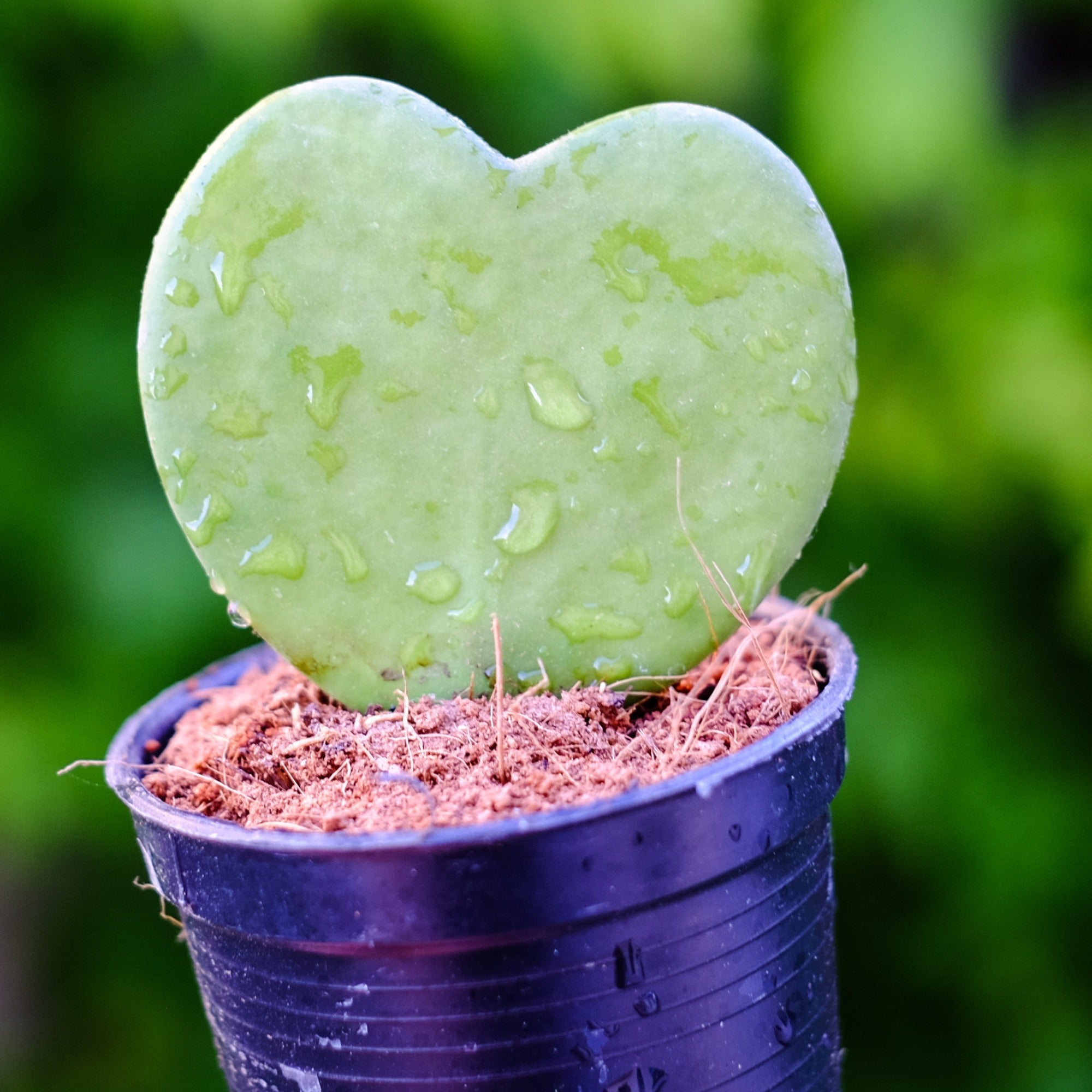Valentine's Day: 5 Plants for a Love That Grows | Jardineries Botanix