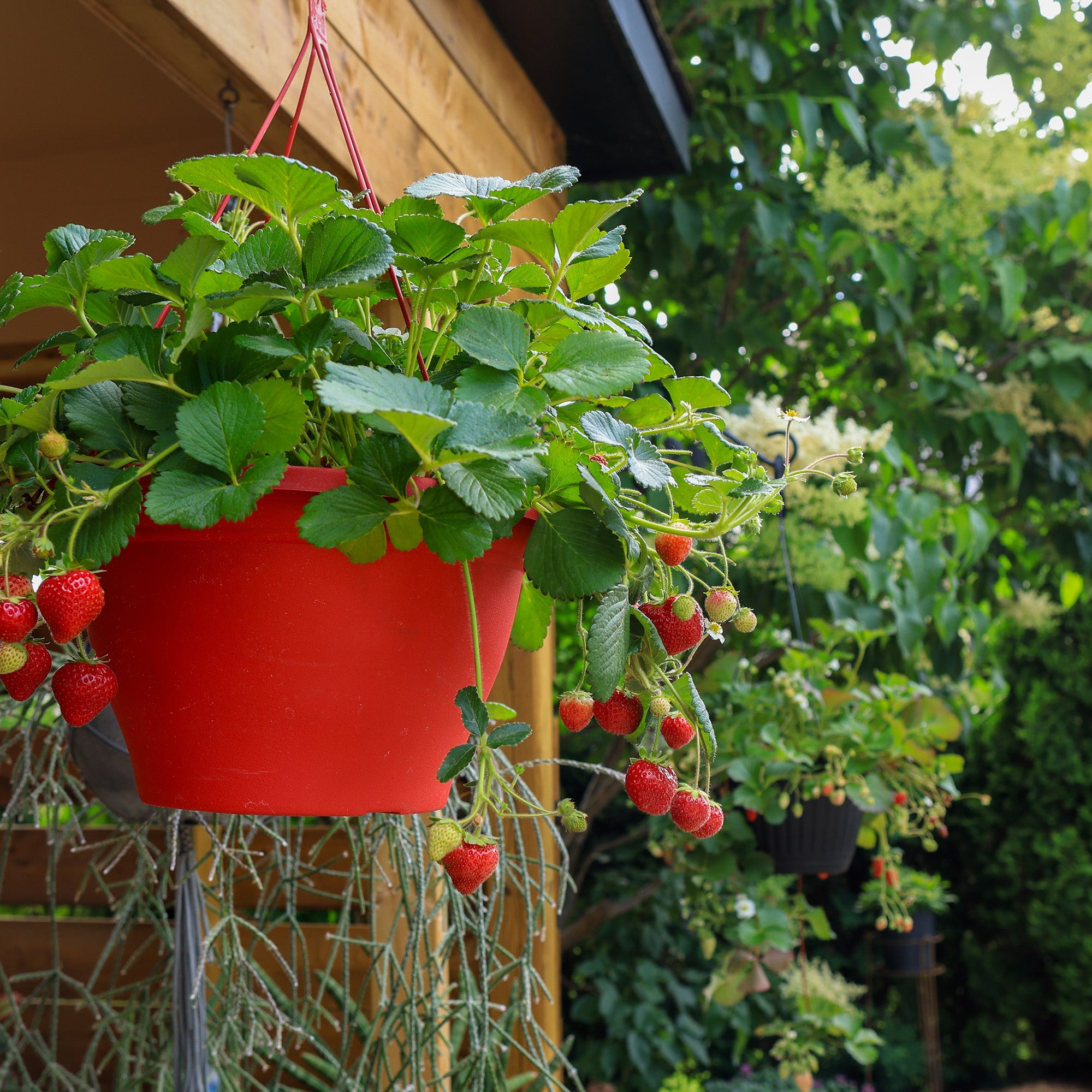 Cultiver les fraises en pot ou en pleine terre