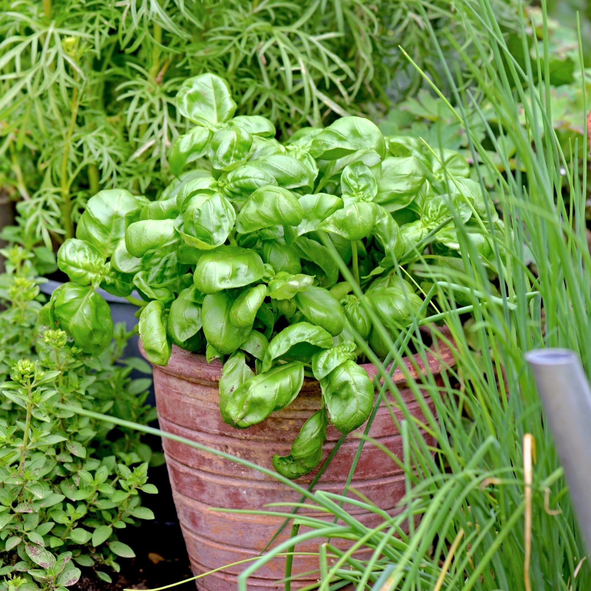 best food for indoor plants Organic Indoor Houseplant Plant Food main image 0