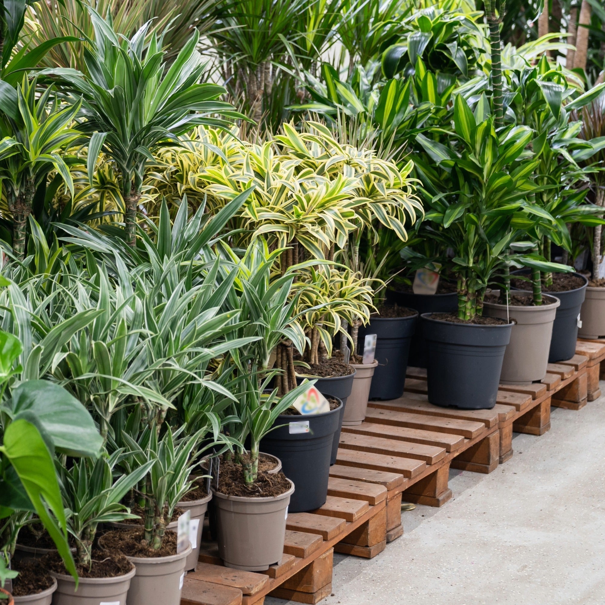 bromelie im topf Guzmania – Bromelie - verschiedene Farben main image 0