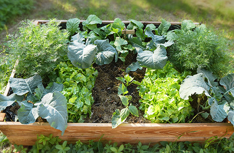 Technique de cultiver des légumes et fines herbes en carré