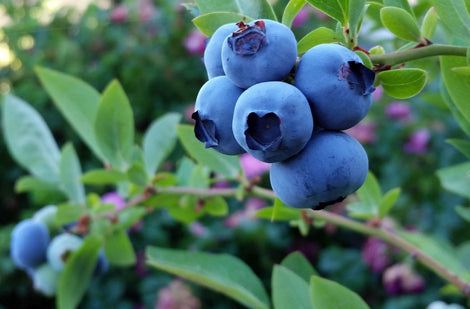 Cultiver les petits fruits – le bleuet – Jardineries Botanix