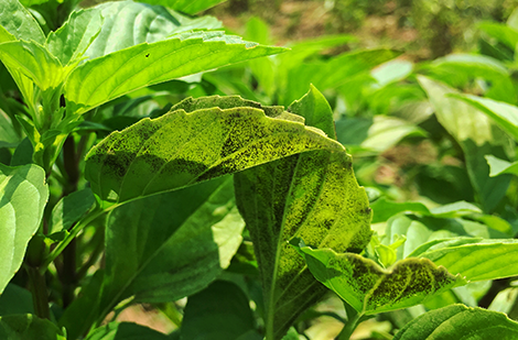 Basil plants disease and insect control Jardineries Botanix