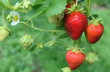 Les fraises : des variétés à découvrir