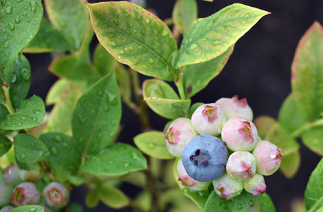 Bleuet Bluegold  Jardins Zeillinger Botanix