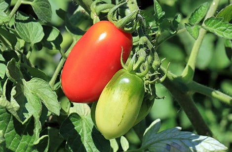 La tomate : savourez nos variétés coups de cœur