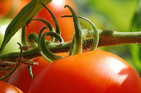 La tomate : en pot ou en pleine terre