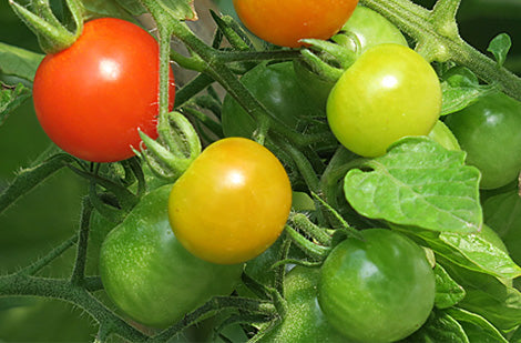 La tomate : semer ou acheter des plants