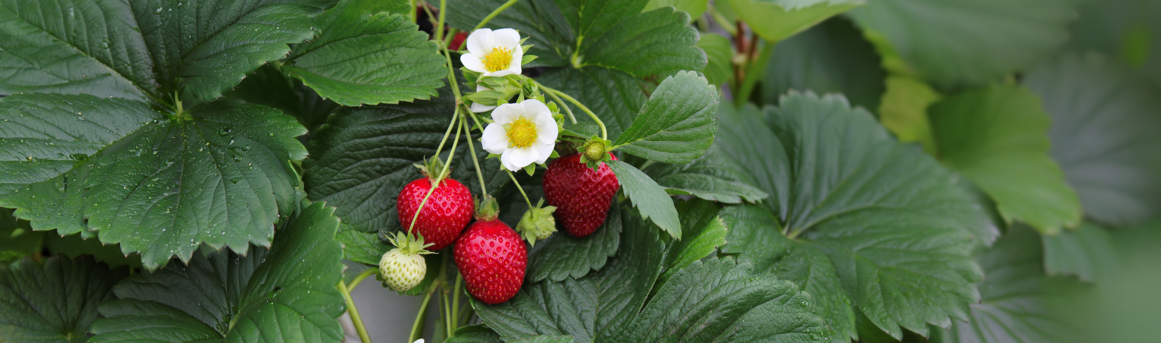 Harvest Your Own Strawberries | Sweet & Hardy Varieties