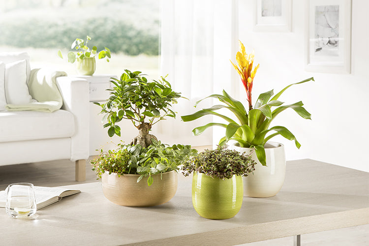 Plantes tropicales et d'intrieur Jardineries Botanix Plantes tropicales et d'intrieur Jardineries Botanix