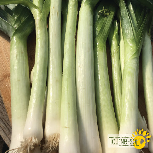 'Tadorna' Leek Seeds Organic