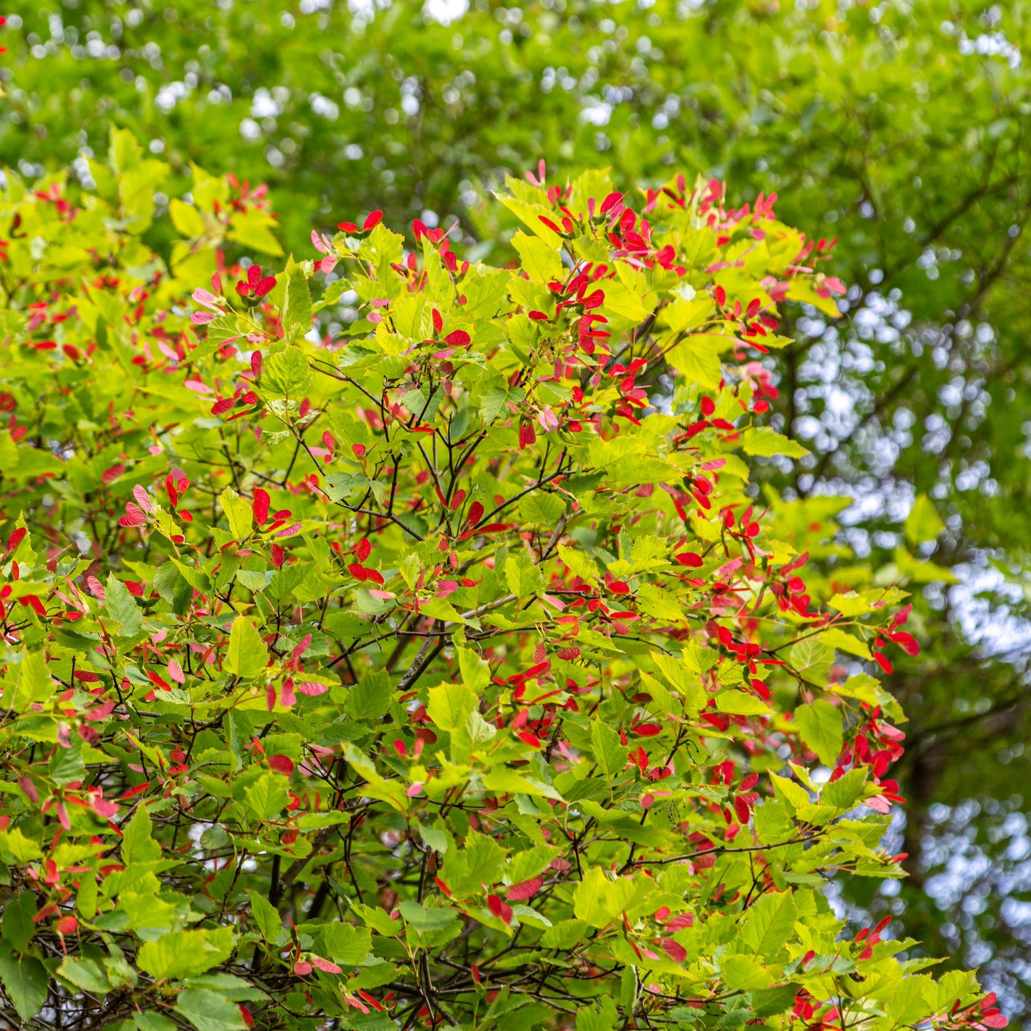 Acer tataricum Hot Wings® ('GarAnn') – Hot Wings® Tatarian Maple