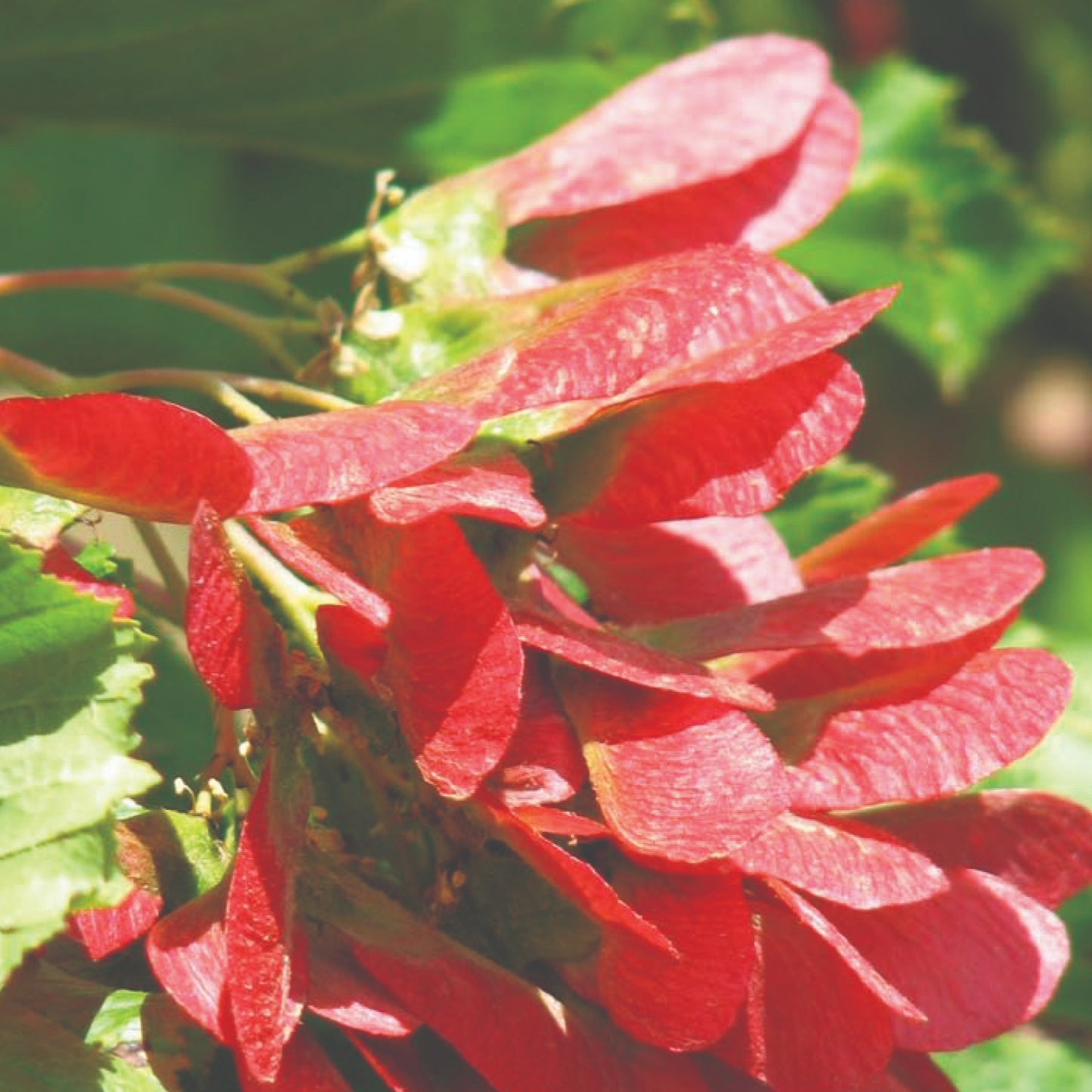 Acer tataricum Hot Wings® ('GarAnn') – Hot Wings® Tatarian Maple