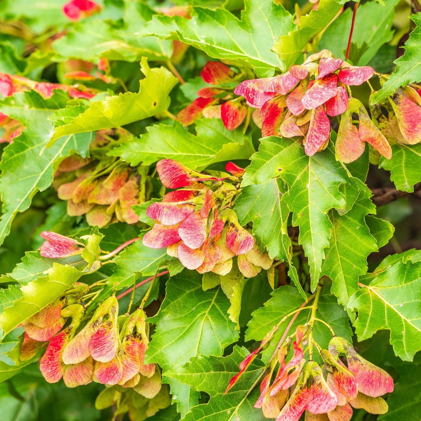 Acer tataricum subsp. ginnala – Érable de l'Amur