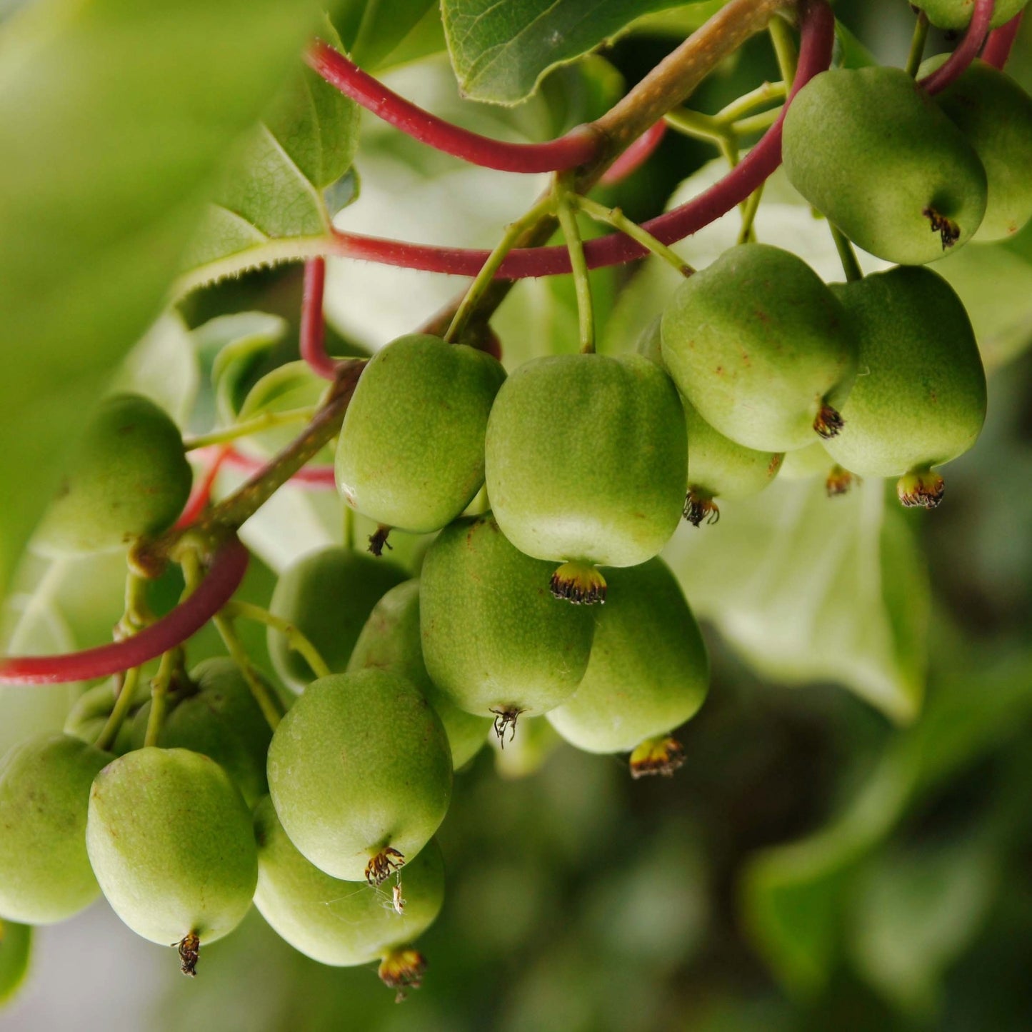 'Geneva' Hardy Kiwi - Actinidia arguta 'Geneva'