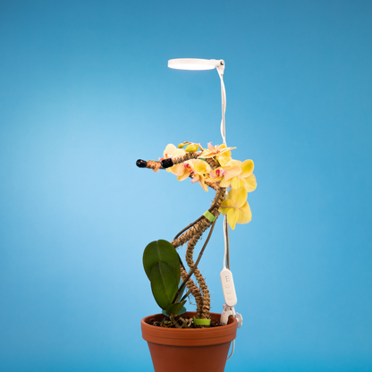 Lampe de croissance DEL ajustable pour plantes d'intérieur