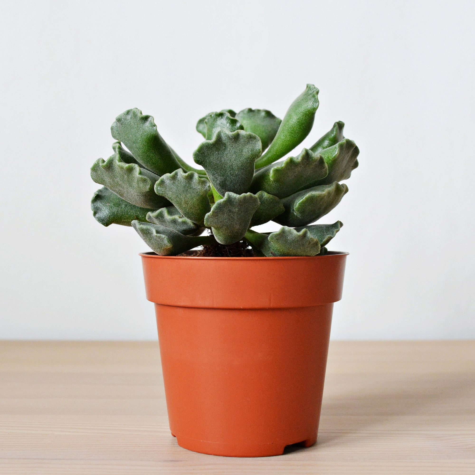 fairyblooms succulents Adromischus – Jardineries Botanix