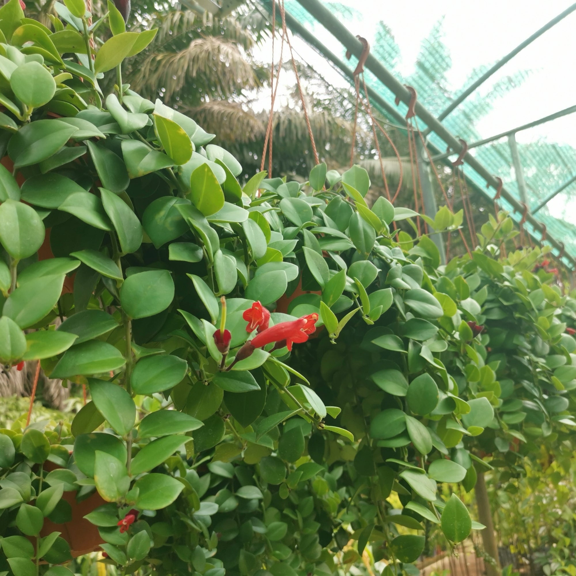 lipstick plant fertilizer Lipstick Plant (Aeschynanthus) | Exotic Red Blooms