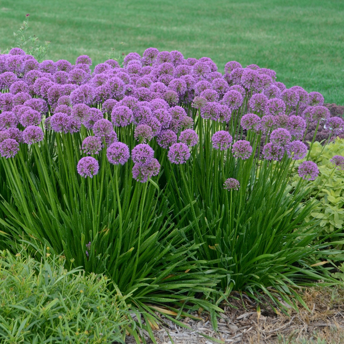 Allium 'Millenium' – 'Millenium' Ornamental Onion