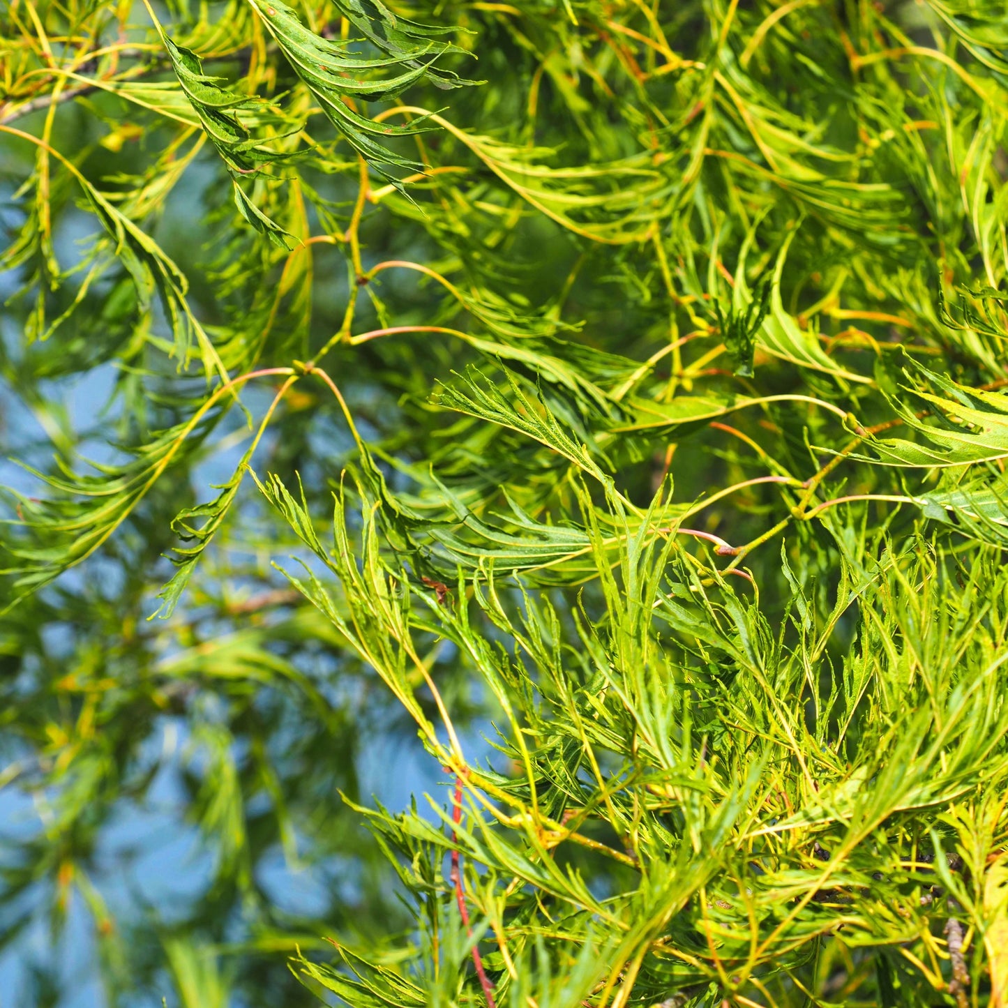 Alnus glutinosa 'Imperialis' – Cut-leaf Common Alder