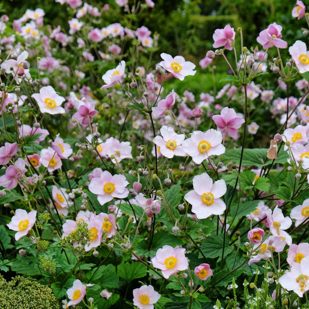 Anemone × hybrida 'September Charm' – Anémone d'automne 'September Charm'