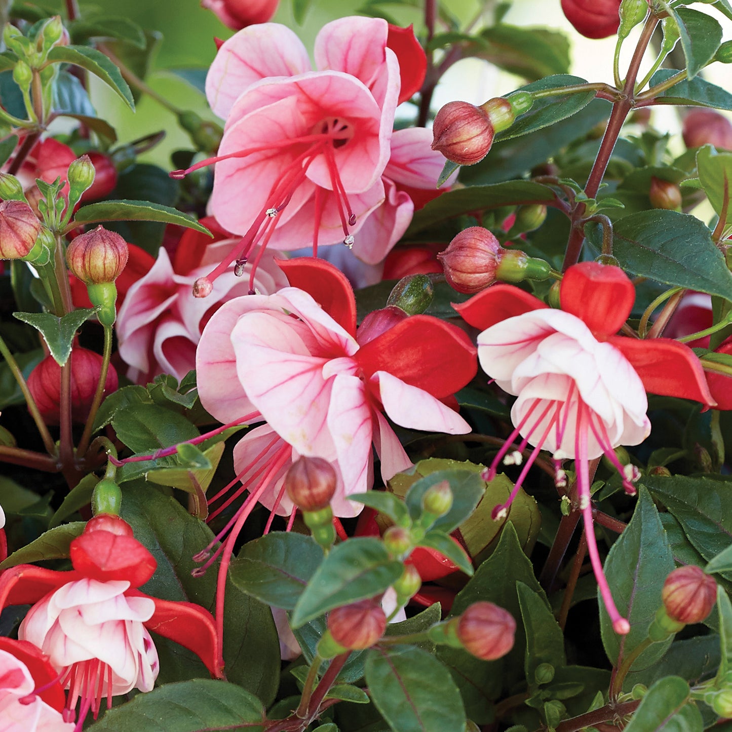 Fuchsia BELLA® Laura