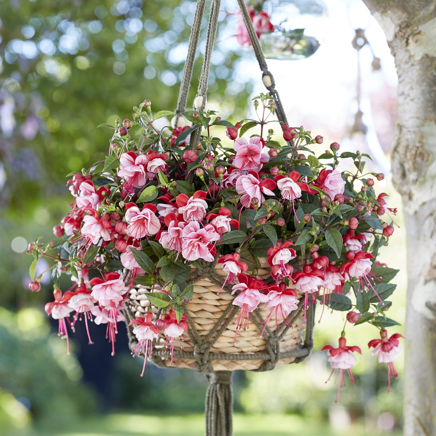 BELLA® Fuchsia Laura