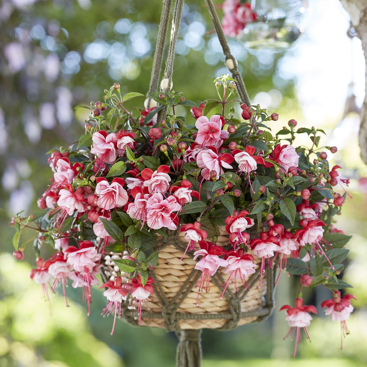 Fuchsia BELLA® Laura
