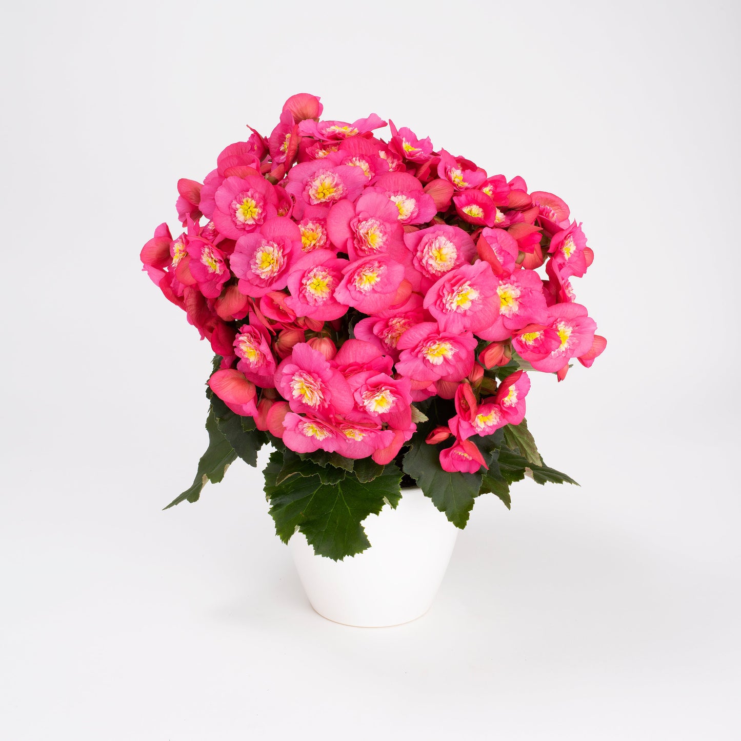 BELOVE® Rose Begonia