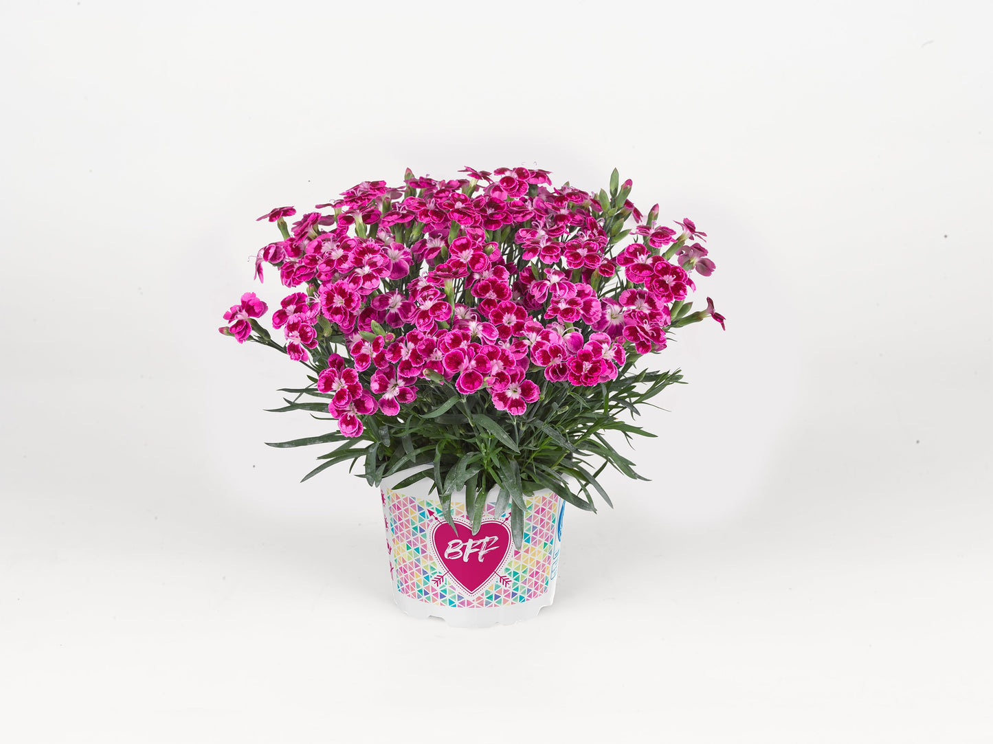 BEST FRIENDS FOREVER® Purple Passion Dianthus