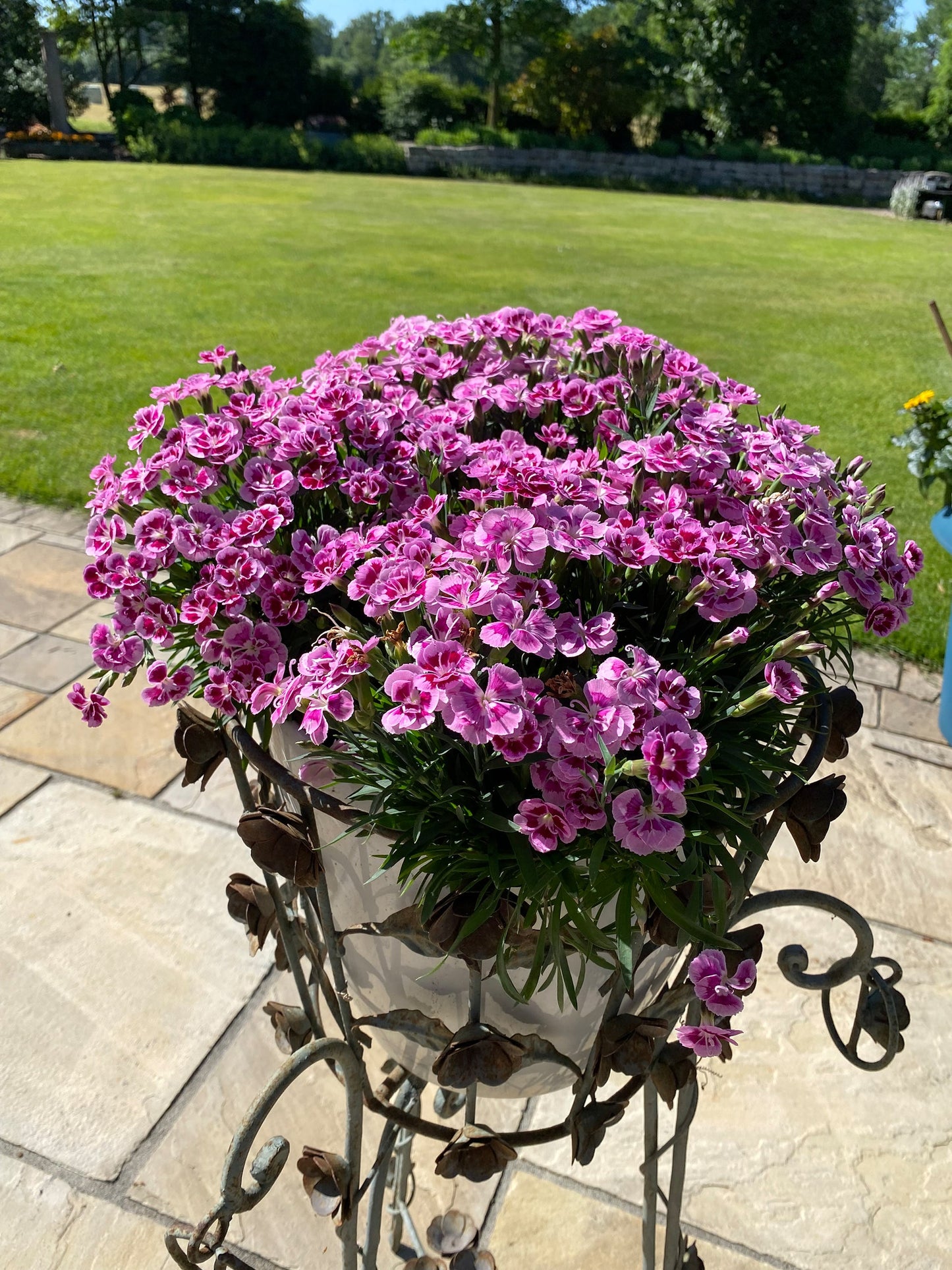 BEST FRIENDS FOREVER® Rose Passion Dianthus