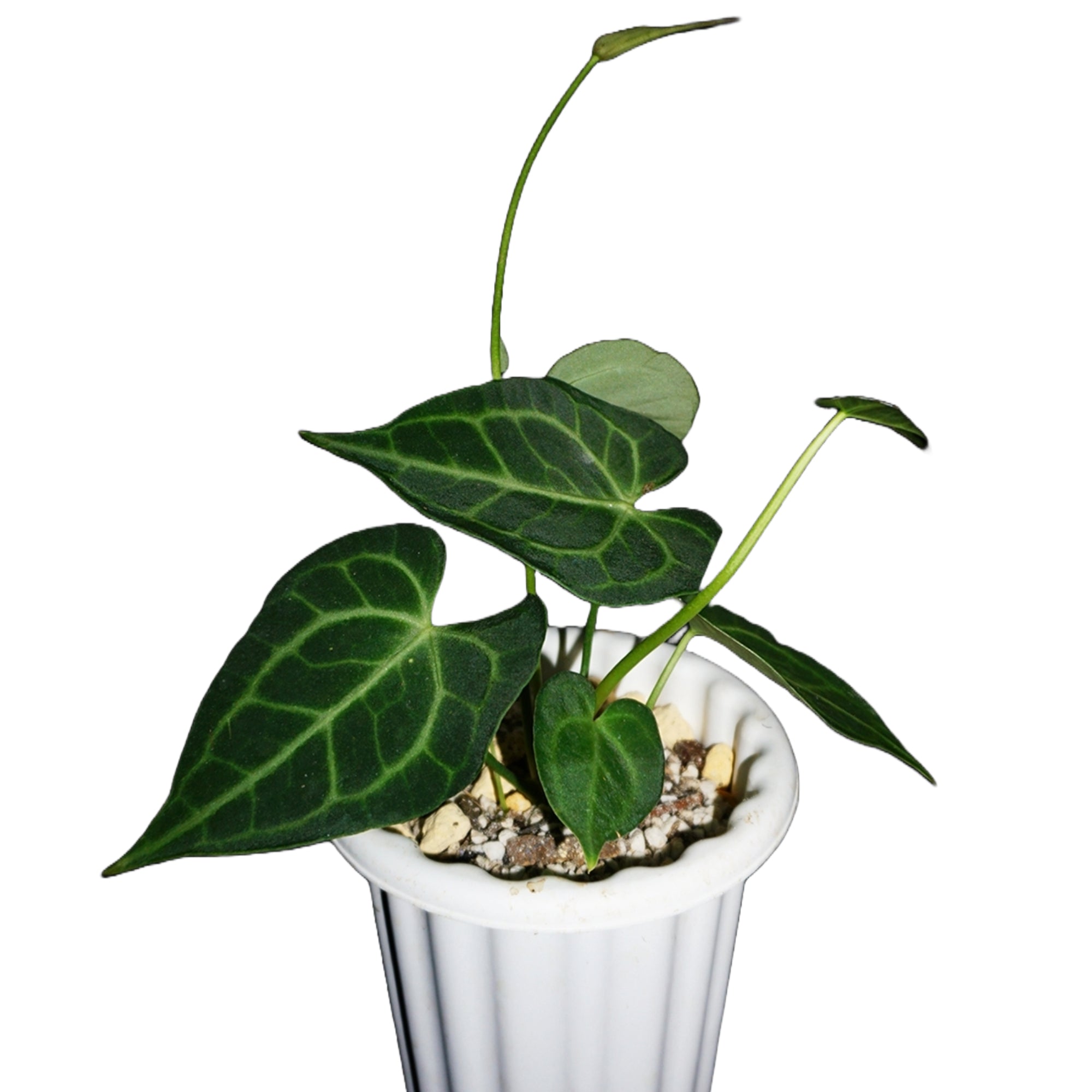 anthurium bouture Anthurium 'King of Clarinervium': Guide, Care and Information – Jardineries Botanix