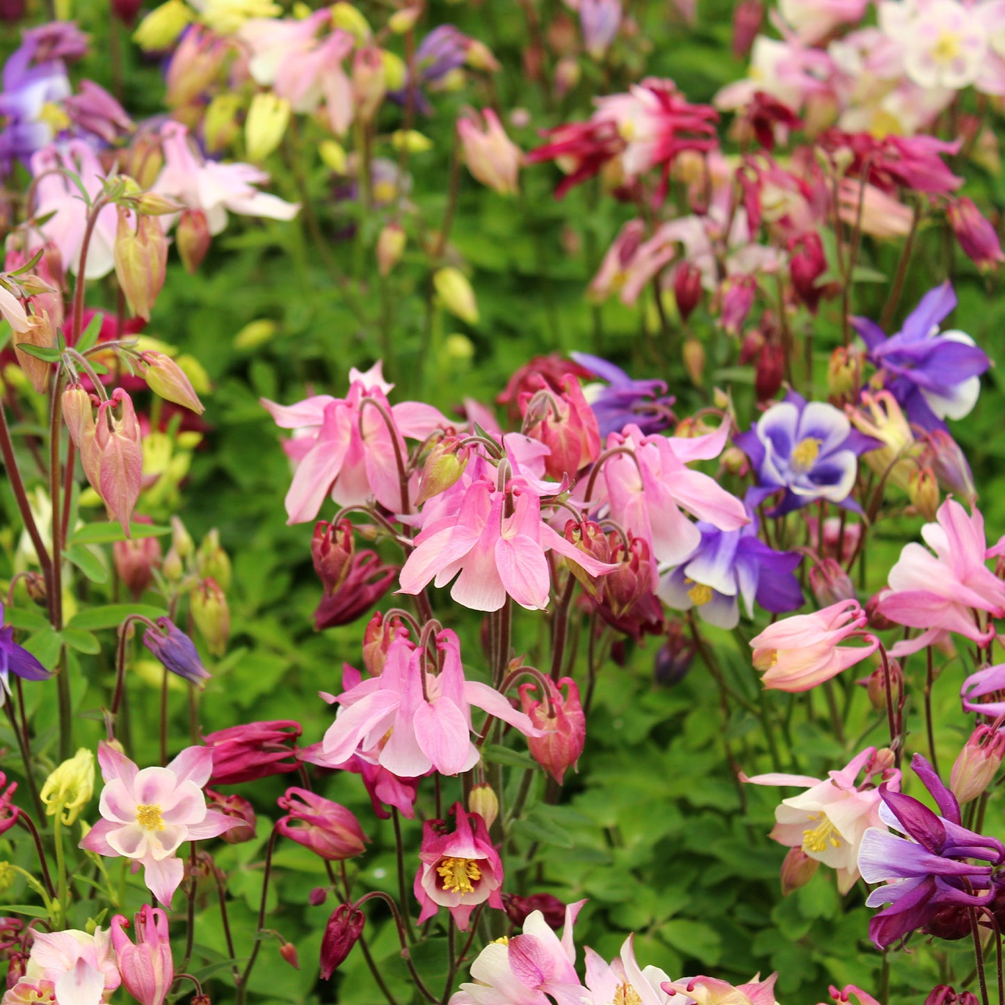 Columbine 'Biedermeier'