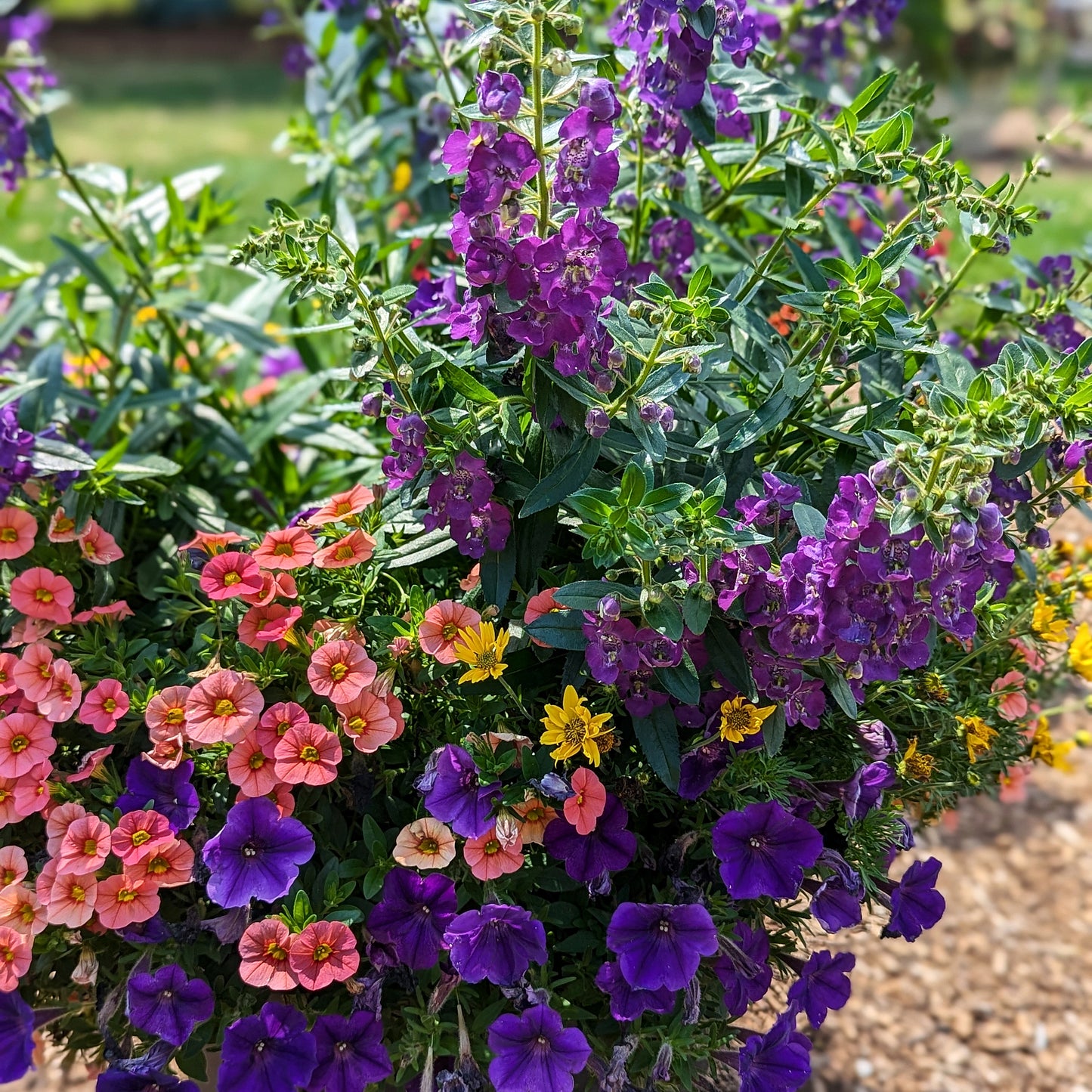 Cocktail Tropical Annual Arrangement - Ready-to-Plant