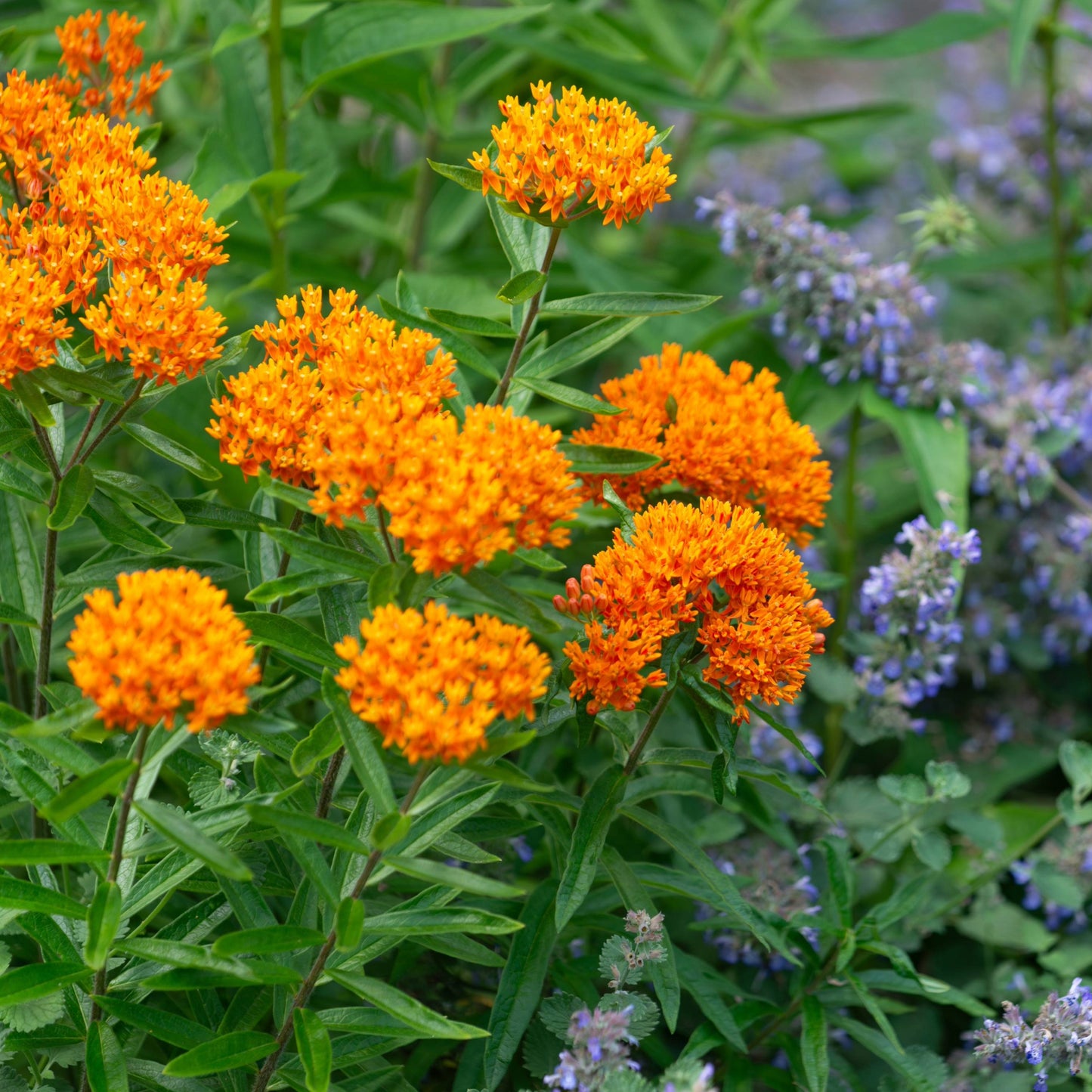 Asclepias tuberosa 'Gay Butterflies' – 'Gay Butterflies' Butterfly Weed