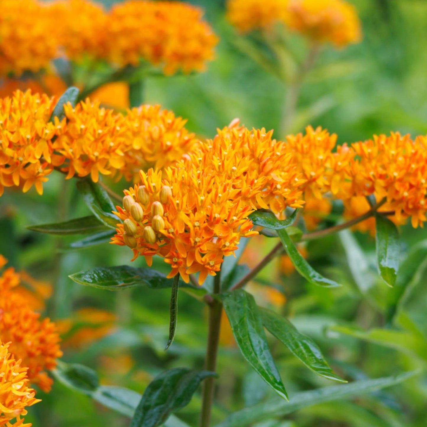 Asclepias tuberosa 'Gay Butterflies' – 'Gay Butterflies' Butterfly Weed
