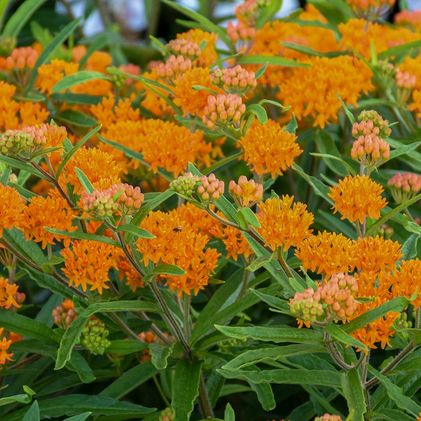 Asclepias tuberosa 'Gay Butterflies' – 'Gay Butterflies' Butterfly Weed