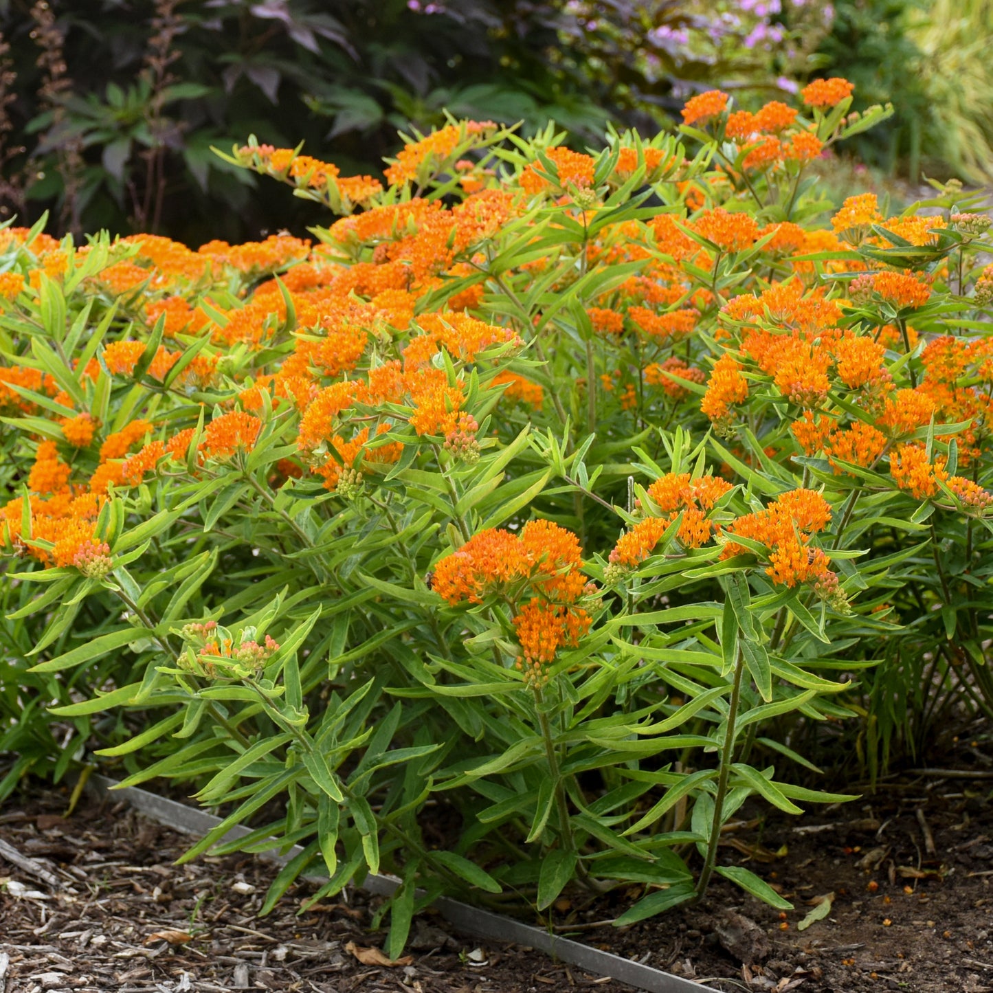 Asclepias tuberosa 'Gay Butterflies' – 'Gay Butterflies' Butterfly Weed