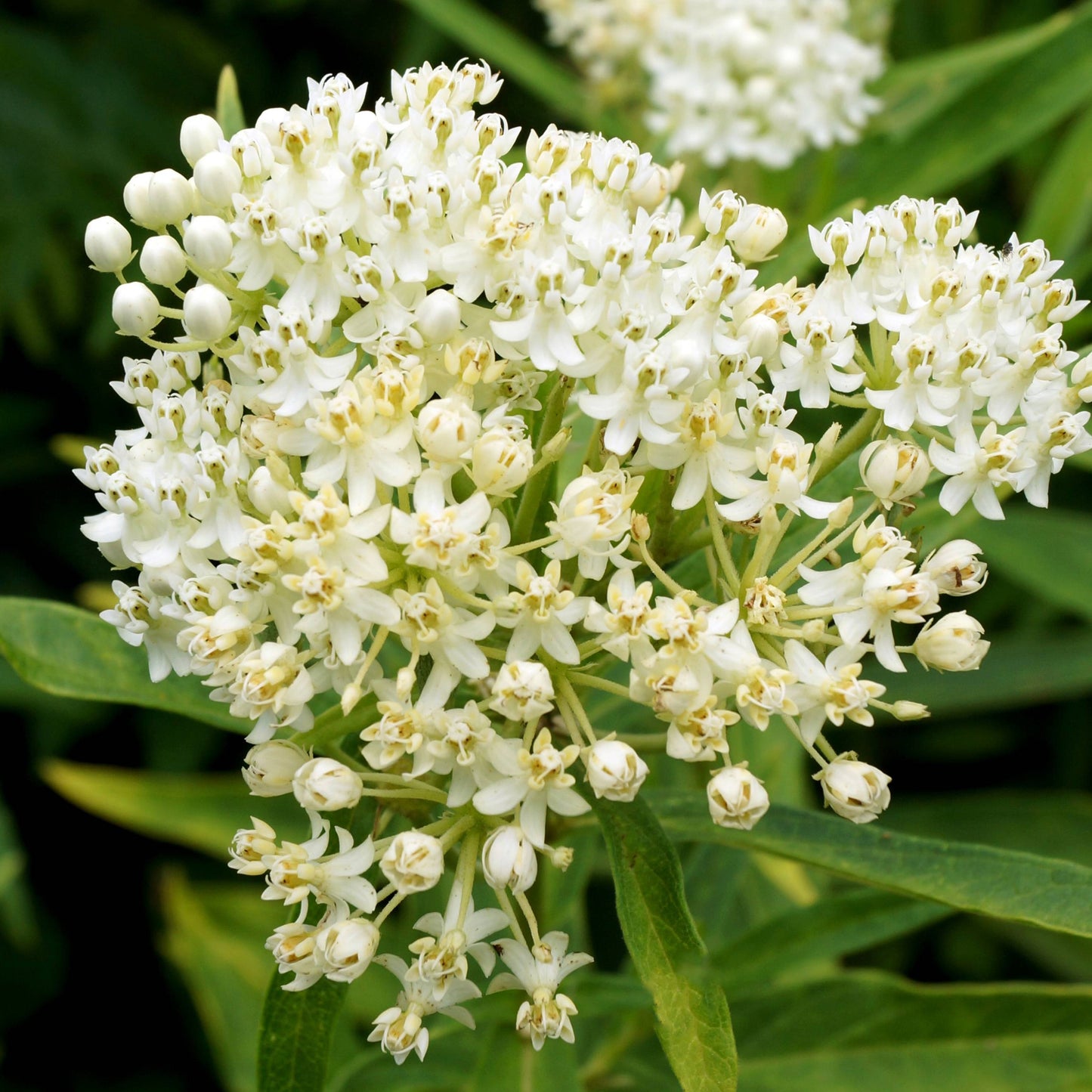 Asclepias incarnata 'Ice Ballet' – 'Ice Ballet' Swamp Milkweed