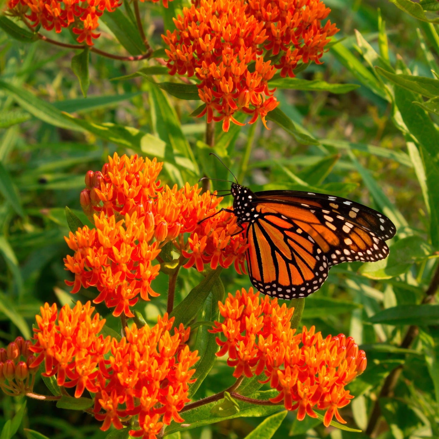 Asclepias tuberosa 'Gay Butterflies' – 'Gay Butterflies' Butterfly Weed