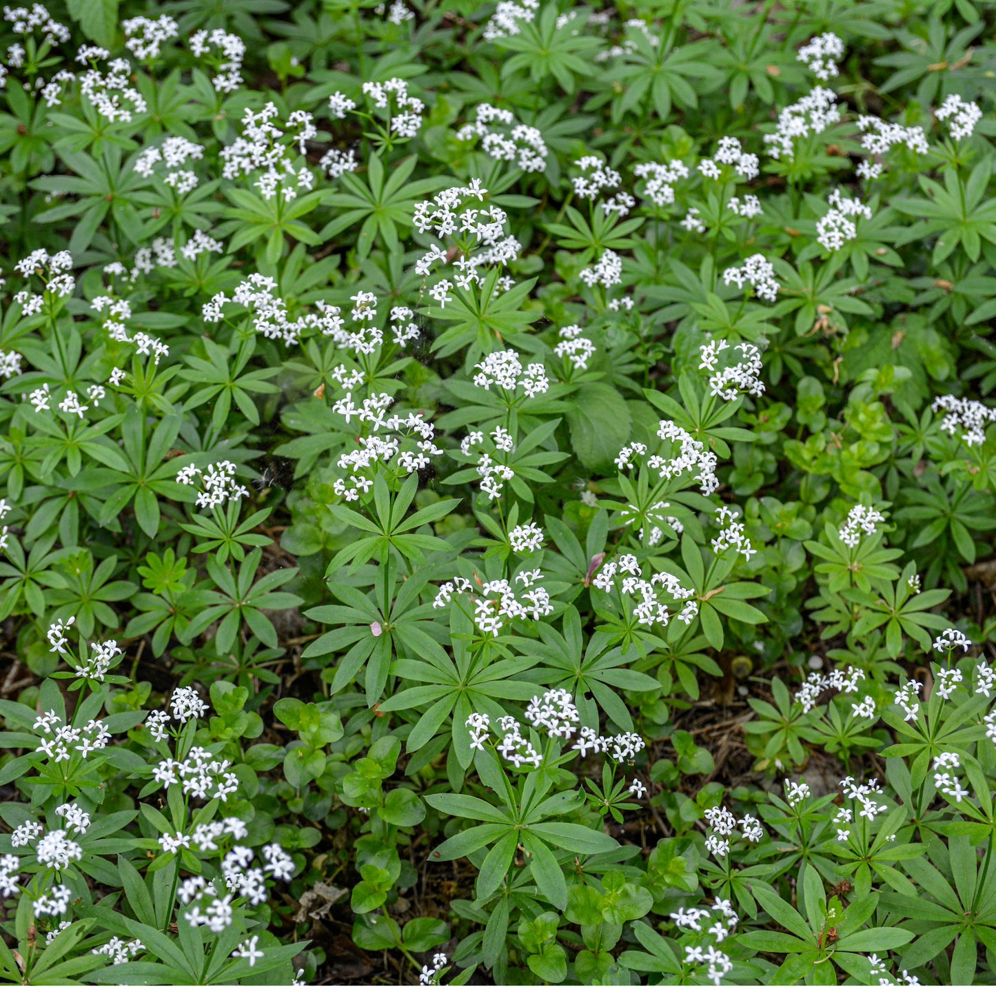 Sweet Woodruff