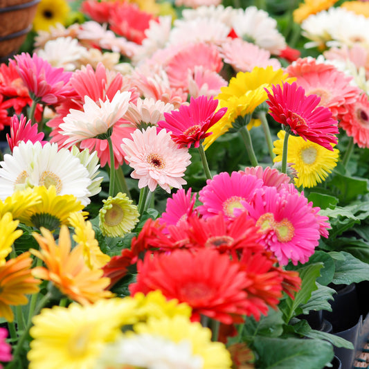 Selection of colourful Gerberas