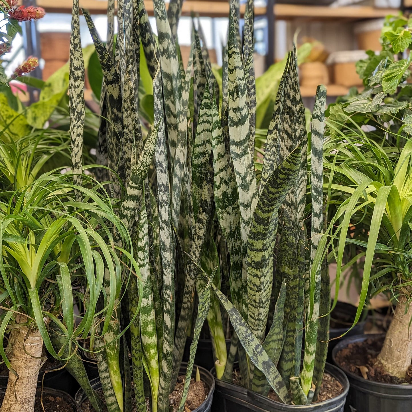 Assortment of tropical XXL plants (25 cm)