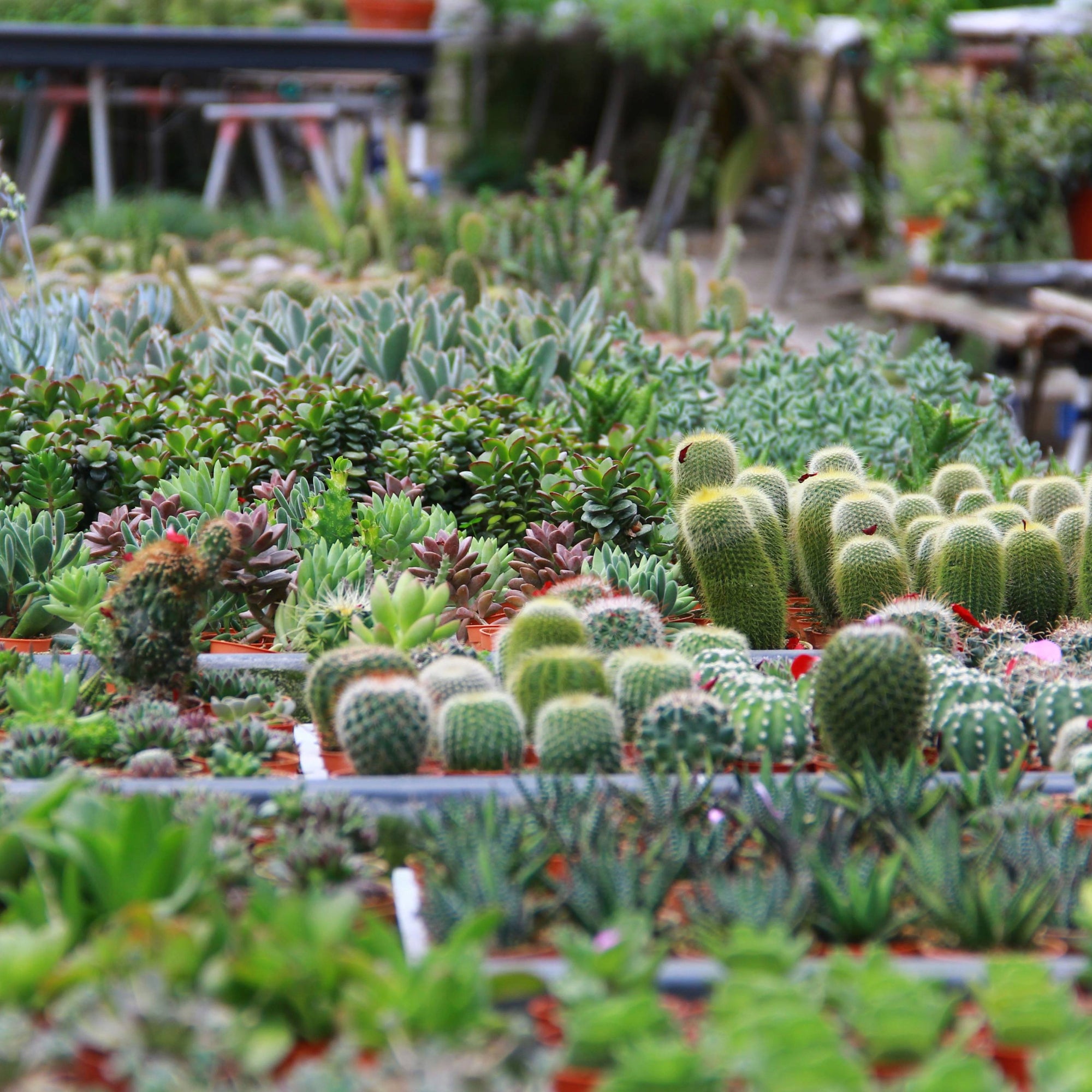 les succulents cactus paris Succulentes variées : beauté sans effort | Succulentes sp