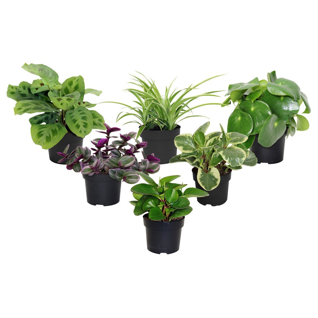 Assorted Tropical Plants - Premium Collection