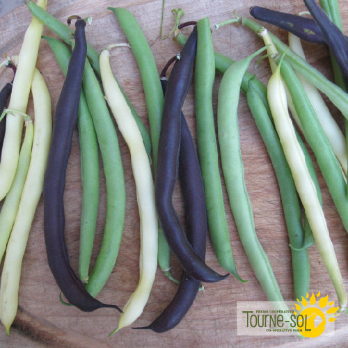 Bush Bean Mix Seeds Organic