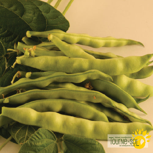 Semences Haricot grimpant 'Kahnawake Mohawk' Bio