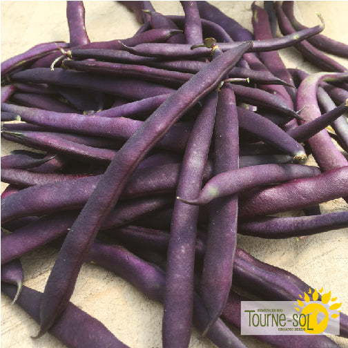 Semences Haricot grimpant violet 'Blue Coco' Bio