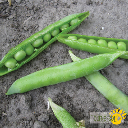 Semences Pois à Écosser 'Green Arrow' Bio