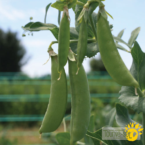 Semences Pois Mange-Tout 'Super Sugar Snap' Bio